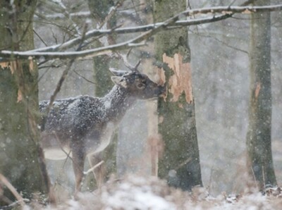 DEER  *  Hirsch  *  Damhirsch * Dama Dama      **    Postkarte  **   # 27