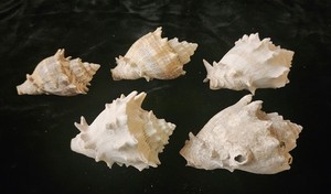 King's Crown Conch Lot of 5 shells, Melongenidae Melongena Corona Altispira, 