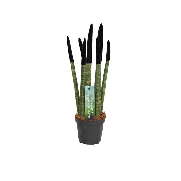 dracena klein Drachenbaum 'Magenta' kaufen – Mein schöner Garten Shop