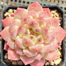 Echeveria Ice Po white dream ( monroe x elegans W) ,  seed Hybrid  3cm diameter 