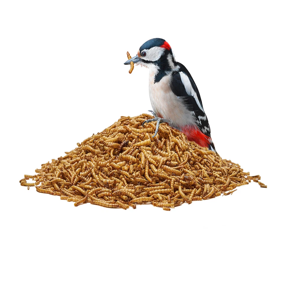 Mehlwürmer getrocknet für Igel Hamster Vögel Aufzucht Premium von Paul's Mühle - Bild 2 von 3