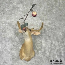 #30346 E | Whitetail Deer Taxidermy Shoulder Mount For Sale