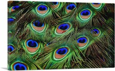ARTCANVAS Peacock Feathers Home Decor Canvas Art Print