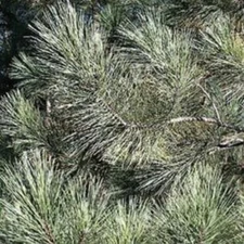 Pine Boughs, plants, scrapbook paper - McRice Photos MRP139