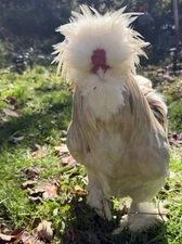 3+ NPIP Fertile Show Quality Silkie Hatching Eggs. Frizzles/Satins/Showgirls