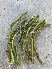 10 Rooted Sweet Potato Slips Cutting Vines Ready To Plant