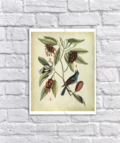 Juego de 4 estampados de arte de pared de aves botánicas de colección de 4 regalo de observación de aves - Imagen 6 de 6
