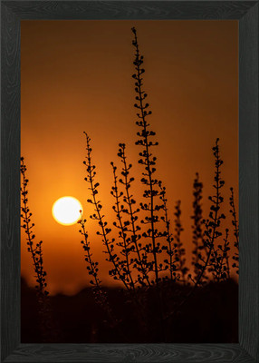 Sonnenuntergang Samen Gras Gerahmtes Wandbild Poster Leinwanddruck Bild