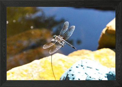Libelle 1 gerahmtes Wandbild Poster Leinwanddruck Bild