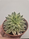 Picture 2 of 4