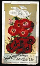 USA 1889 Phlox Drummondii Seed Trade Card – D.M. Ferry & Co., Detroit, Mich