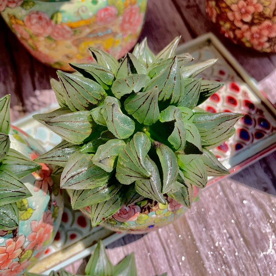 Live Succulent Haworthia magnifica v.atrofusca Bare Root Wedding Favors - Image 3 of 4