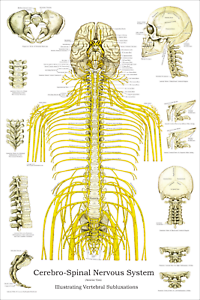 Spine Chart With Numbered Vertebrae