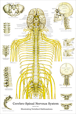 Chiropractic Spinal Nerve Chart