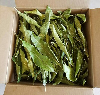 Artistic Solutions Dried Dry Mango Leaves Leaf for Tea from Organic Trees