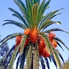 CANARY ISLAND DATE PALM Tree Seeds (Phoenix Canariensis) Hardy Rare Fruit Plant