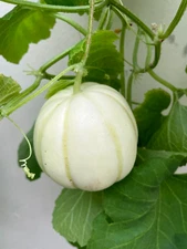 RARE✿ Japanese Heirloom Kiku Chrysanthemum Sweet Melon 15 Seeds ●Tasty