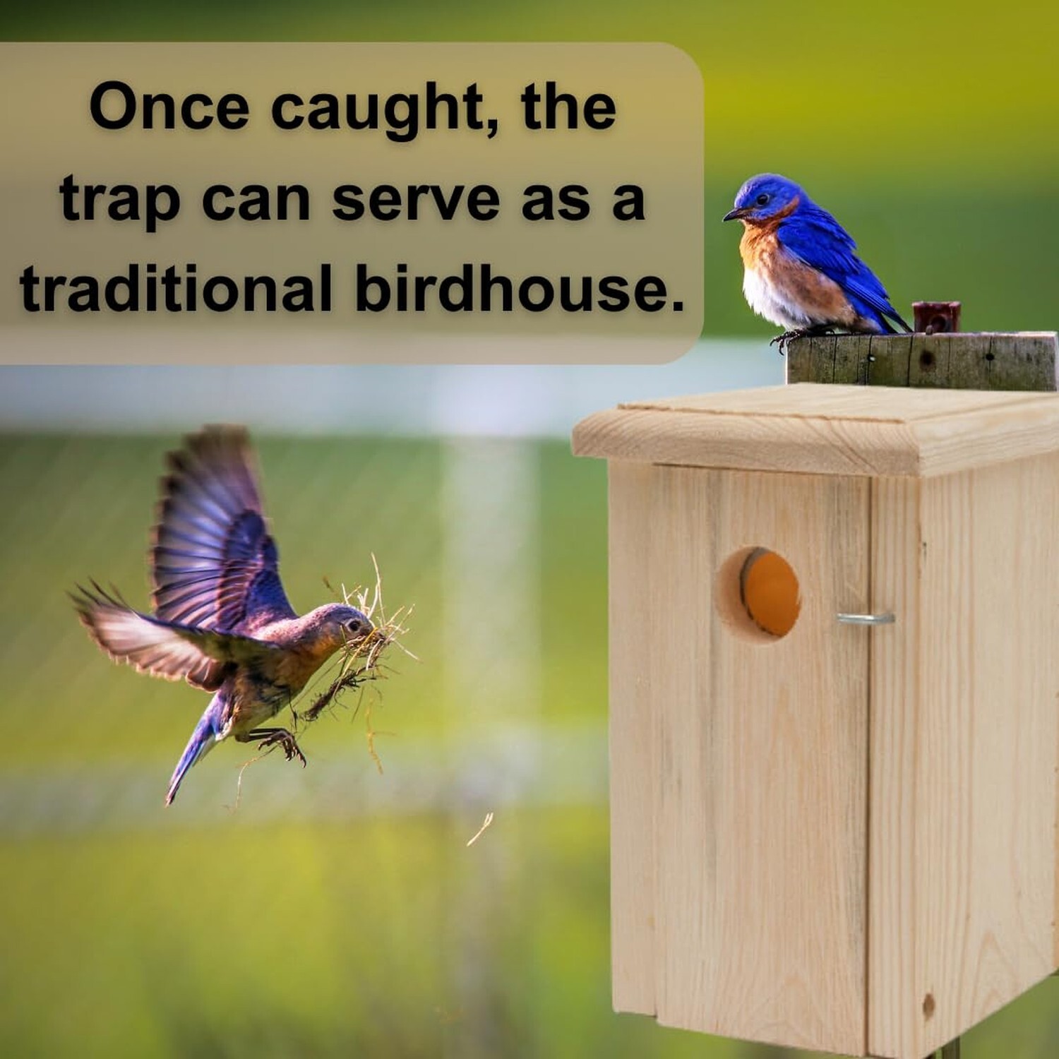 Wooden Sparrow Trap Birdhouse by Wildlife Control Supplies Humane