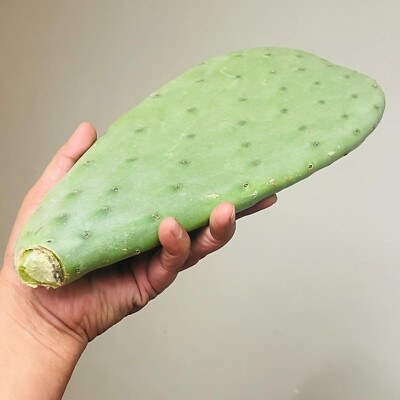 cactus mammillaria hahniana Mammillaria Hahniana 