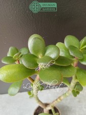 Jade Plant (Crassula Ovata) - Lucky Plant - Indoor Houseplant