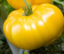 Seeds Tomato Lemon Giant Yellow Sweet Vegatable NON-GMO Organic Heirloom 