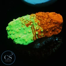 CS WWC GRAFTED MONTI - WYSIWYG LIVE CORAL
