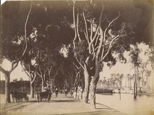 Palm Avenue Cairo Egypt horse carriage antique albumen photo by Bonfils