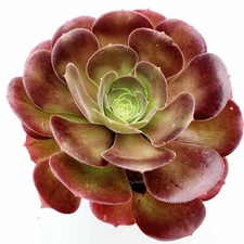 Aeonium 'Blushing Beauty' Succulent Plant