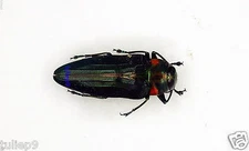 Beetle - BUPRESTIDAE - Jewel Beetle - Belionota prasina (MorF) - Titi, Malaysia