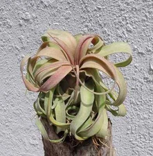 Tillandsia Streptophylla Guatemala Air Plants