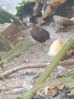 Exotic Button quails