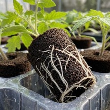 10x Grow Sponges Garden Plant Starter Plugs for Planting Seedling Lettuce 0.67 per sponge