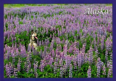 Alaska Summers Explode With Wildflowers Postcard