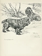 SUSSEX SPANIEL  DOGS LOVELY OLD 1938 DOG ART PRINT by VERNON STOKES