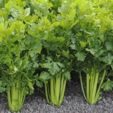 2000+ Celery Seeds - Tall Utah - NON-GMO, HEIRLOOM Garden Vegetable Seeds USA
