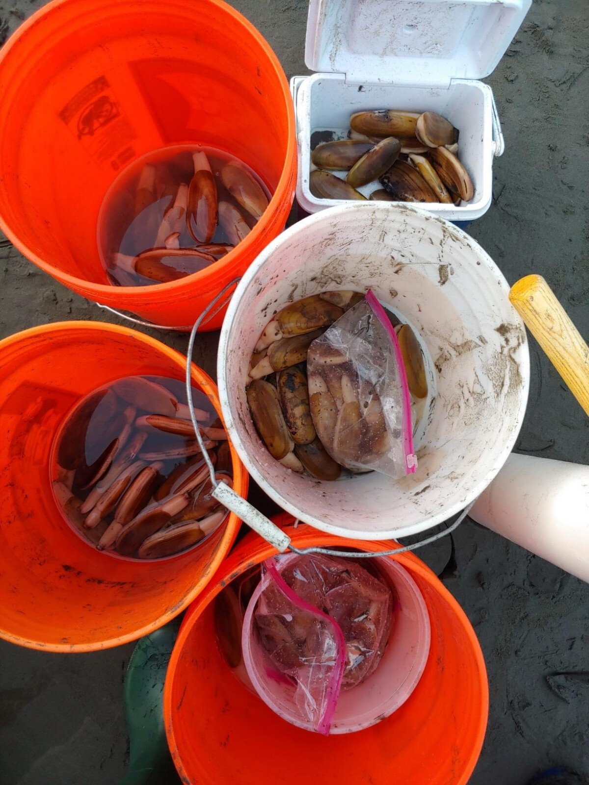 Razor Clam Gun Metal Clamming Tool Beach Shore Coast Digging Pulling