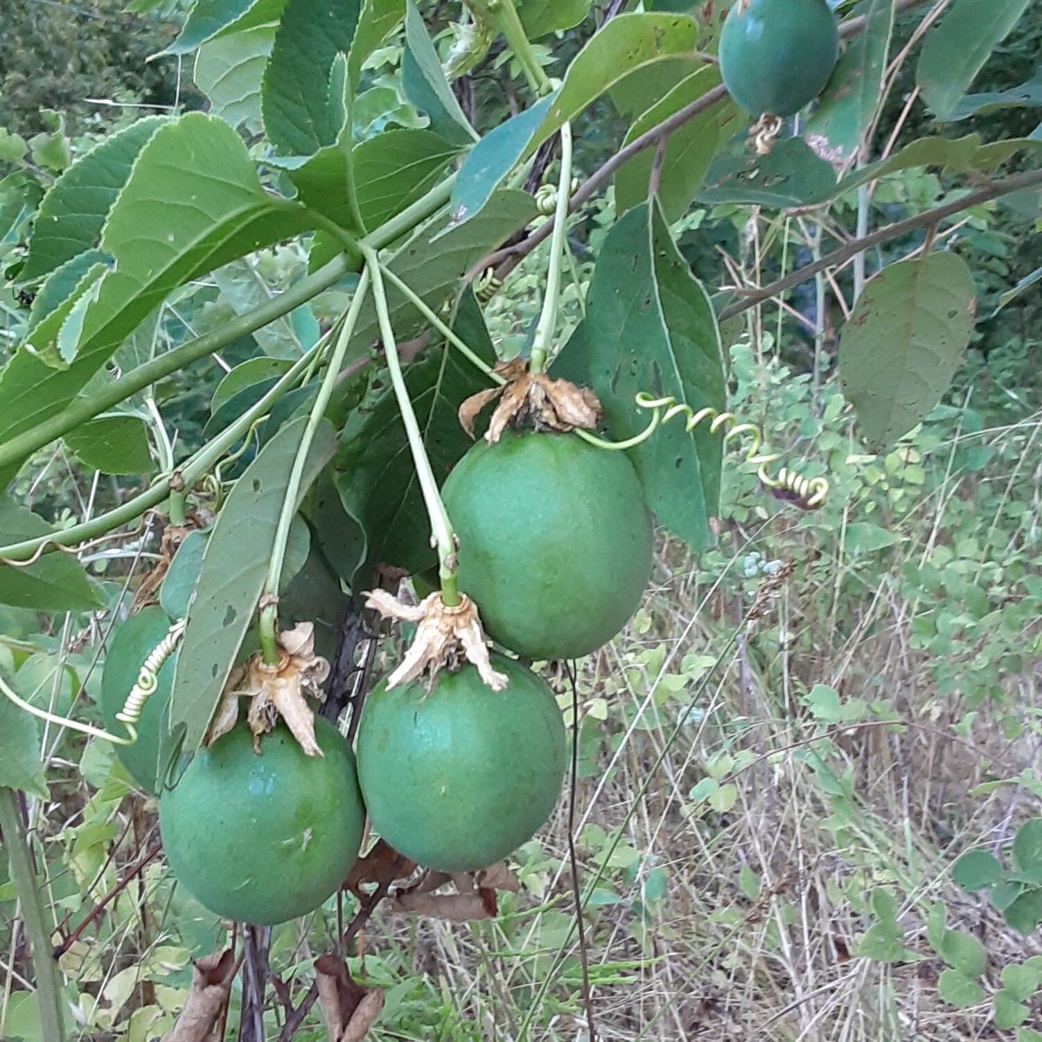 20 Passion Vine Seeds Maypop, Passiflora Encarnata, Cold Hardy
