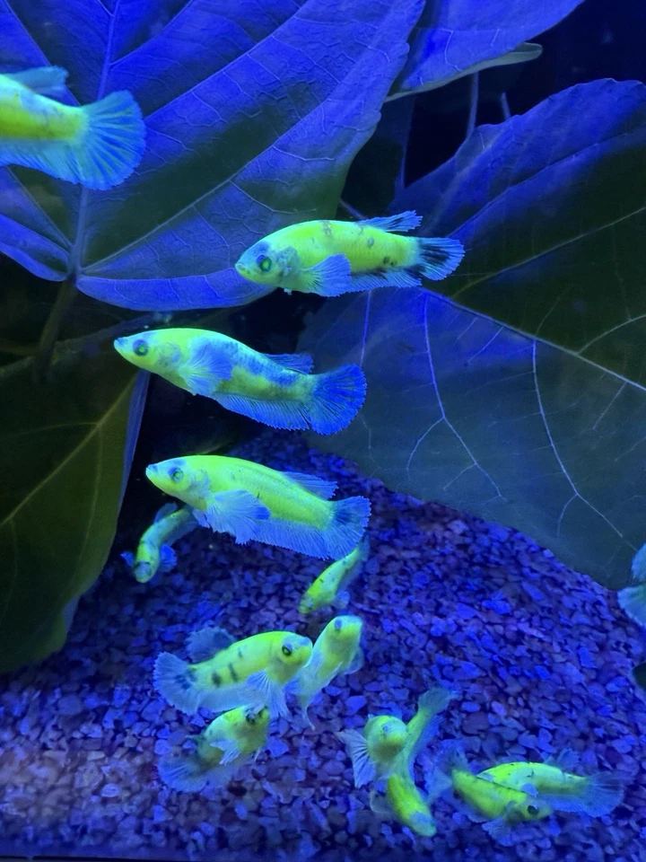 (5) RARE DUMBO NEON GLO BETTA - Image 3 of 4