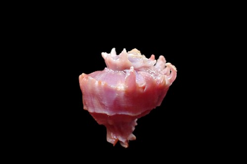 Tatskieshell- Babelomurex longispinosus- 25 mm ( RARE !!! ) . - Picture 2 of 5