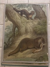 Original vintage zoological pull down school chart of Otter lithography