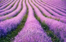 15 LAVENDER VERA SEEDS    ENGLISH MOSQUITO REPELLENT  FREE SHIPPING