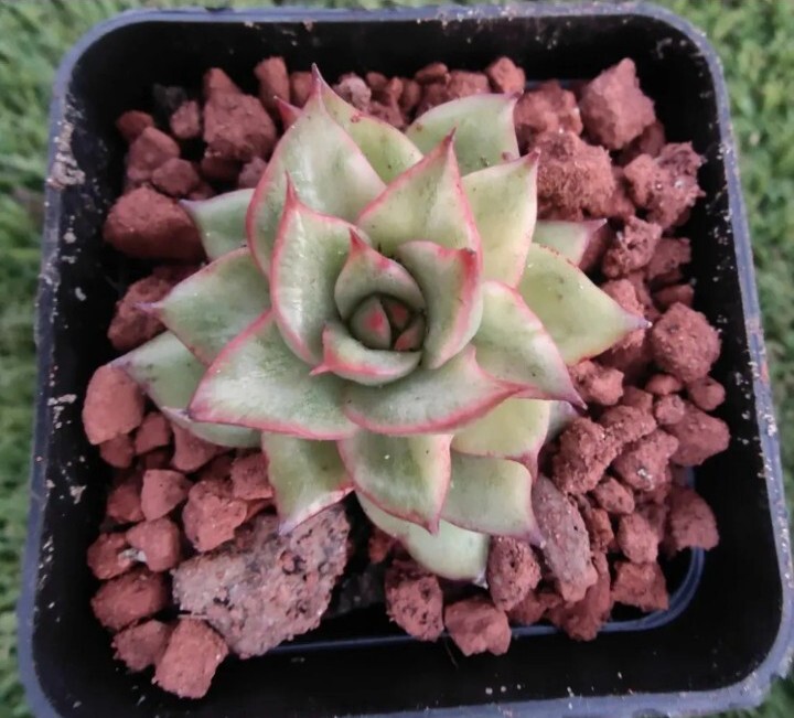 Picture 1 of 3