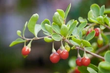 100 GOJI BERRY SEEDS | SALE FREE SHIPPING NON GMO HEIRLOOM