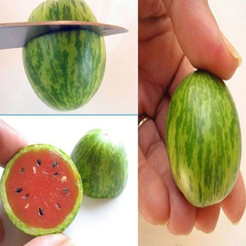 20 Mini-Wassermelonenkerne Mit Rotem Fruchtfleisch Bio-Wassermelone ( - Bild 2 von 13