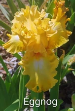 Tall Bearded Iris Rhizome ~ "EGGNOG" ~ Fresh and Healthy