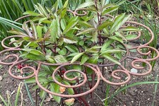 Grow Through Herbaceous Plant Supports - Hand Made - Non