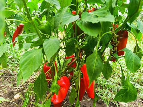 SHISHITO Bratpaprika 5+ Bio Peperoni Samen - milder Chili - perfekt zum Grillen - Bild 2 von 4