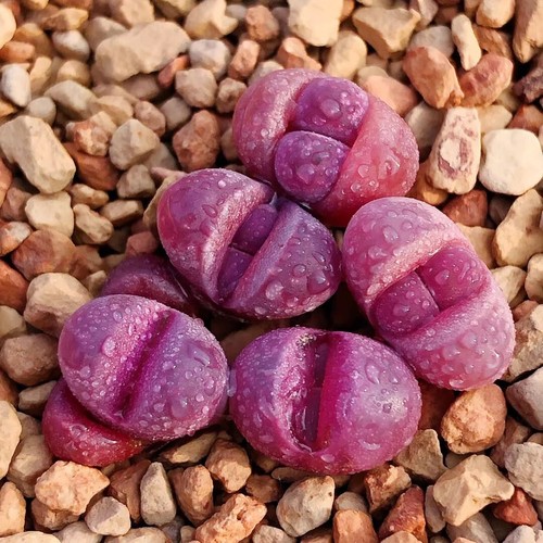 10pcs 1.2cm Succulent Plant Lithops Optica Rubra Aizoaceae Home Garden Beautiful - Picture 5 of 6