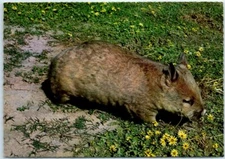 Postcard - Wombat, Australia