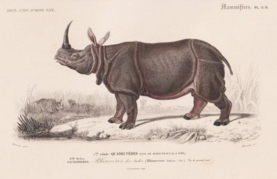 Nashorn Rhinoceros Indicus India Indien  Stahlstich engraving Orbigny 1861